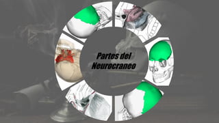 Partes del
Neurocraneo
 