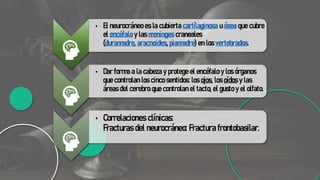 • El neurocráneo es la cubierta cartílaginosa u ósea que cubre
el encéfalo y las meninges craneales
(duramadre, aracnoides, piamadre) en los vertebrados.
• Dar forma a la cabeza y protege el encéfalo y los órganos
que controlan los cinco sentidos: los ojos, los oídos y las
áreas del cerebro que controlan el tacto, el gusto y el olfato.
• Correlaciones clínicas:
Fracturas del neurocráneo: Fractura frontobasilar.
 