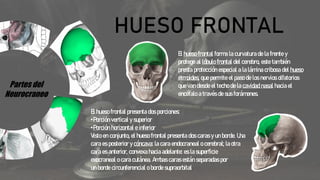 Partes del
Neurocraneo
HUESO FRONTAL
El hueso frontal forma la curvatura de la frente y
protege al lóbulo frontal del cerebro, este también
presta protección especial a la lámina cribosa del hueso
etmoides, que permite el paso de los nervios olfatorios
que van desde el techo de la cavidad nasal hacia el
encéfalo a través de sus forámenes.
El hueso frontal presenta dos porciones:
•Porción vertical y superior
•Porción horizontal e inferior
Visto en conjunto, el hueso frontal presenta dos caras y un borde. Una
cara es posterior y cóncava: la cara endocraneal o cerebral; la otra
cara es anterior, convexa hacia adelante: es la superficie
exocraneal o cara cutánea. Ambas caras están separadas por
un borde circunferencial o borde supraorbital.
 