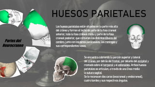 Partes del
Neurocraneo
HUESOS PARIETALES
Los huesos parietales están situados en la parte más alta
del cráneo y forman el techo de parte de la fosa craneal
anterior, toda la fosa craneal media y parte de la fosa
craneal posterior, que contienen los distintos lóbulos del
cerebro, junto con los senos paranasales, las meninges y
sus correspondientes vasos.
Se encuentra cubriendo la porción superior y lateral
del cráneo, por detrás del frontal, por delante del occipital y
montado sobre el temporal y el esfenoides. Ambos huesos
parietales se articulan, a través de una línea media:
la sutura sagital.
Se le reconocen dos caras (exocraneal y endocraneal),
cuatro bordes y sus respectivos ángulos.
 