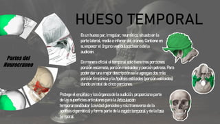 Partes del
Neurocraneo
HUESO TEMPORAL
Es un hueso par, irregular, neumático, situado en la
parte lateral, media e inferior del cráneo. Contiene en
su espesor el órgano vestibulococlear o de la
audición.
De manera oficial el temporal solo tiene tres porciones:
porción escamosa, porción mastoidea y porción petrosa. Para
poder dar una mejor descripción se le agregan dos más:
porción timpánica y la Apófisis estiloides (porción estiloidea)
dando un total de cinco porciones.
Protege el encéfalo y los órganos de la audición, proporciona parte
de las superficies articulares para la Articulación
temporomandibular (cavidad glenoidea y raíz transversa de la
apófisis cigomática) y forma parte de la región temporal y de la fosa
temporal.
 