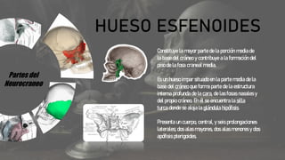 Partes del
Neurocraneo
HUESO ESFENOIDES
Constituye la mayor parte de la porción media de
la base del cráneo y contribuye a la formación del
piso de la fosa craneal media.
Es un hueso impar situado en la parte media de la
base del cráneo que forma parte de la estructura
interna profunda de la cara, de las fosas nasales y
del propio cráneo. En él se encuentra la silla
turca donde se aloja la glándula hipófisis.
Presenta un cuerpo, central, y seis prolongaciones
laterales; dos alas mayores, dos alas menores y dos
apófisis pterigoides.
 
