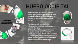 Partes del
Neurocraneo
HUESO OCCIPITAL
Es un hueso impar, central, plano y simétrico
del cráneo que constituye la parte posterior, inferior
y media del cráneo de mamíferos. Colabora en la
formación tanto de la base como de la bóveda
craneal.
Forma gran parte de la porción basilar
del neurocráneo y se encarga de albergar por
completo al cerebelo.
Es el único hueso del cráneo que se articula con
la columna cervical, así como con muchos
otros huesos del cráneo. Por este motivo describimos
al hueso occipital y sus partes como: porción basilar,
porción escamosa y porciones laterales o condíleas
(ubicadas lateralmente al foramen magno).
 