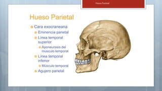 Neurocraneo I (1).pptx