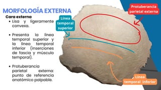 Neurocraneo (Parietales y Etmoide) - Ángel David Bautista Cruz.pdf