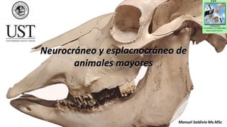 Neurocráneo y esplacnocráneo de
animales mayores
Manuel Saldivia Mv.MSc
 