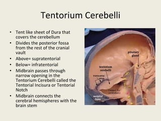 Tentorium Cerebelli Tent like sheet of Dura that covers the cerebellum Divides the posterior fossa from the rest of the cranial vault Above= supratentorial Below= infratentorial Midbrain passes through narrow opening in the Tentorium Cerebelli called the Tentorial Incisura or Tentorial Notch Midbrain connects the cerebral hemispheres with the brain stem 