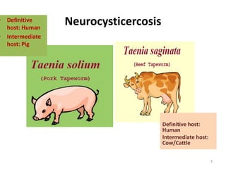 Neurocysticercosis
3
Definitive host:
Human
Intermediate host:
Cow/Cattle
• Definitive
host: Human
• Intermediate
host: Pig
 