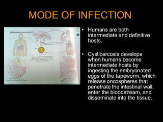 MODE OF INFECTION   Humans are both intermediate and definitive hosts.  Cysticercosis develops when humans become intermediate hosts by ingesting the embryonated eggs of the tapeworm, which release oncospheres that penetrate the intestinal wall, enter the bloodstream, and disseminate into the tissue. 
