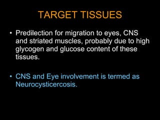 TARGET TISSUES Predilection for migration to eyes, CNS and striated muscles, probably due to high glycogen and glucose content of these tissues. CNS and Eye involvement is termed as Neurocysticercosis. 