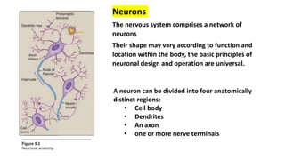 Neurons
The nervous system comprises a network of
neurons
Their shape may vary according to function and
location within the body, the basic principles of
neuronal design and operation are universal.
A neuron can be divided into four anatomically
distinct regions:
• Cell body
• Dendrites
• An axon
• one or more nerve terminals
 