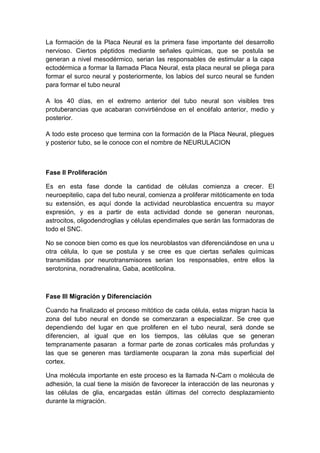 La formación de la Placa Neural es la primera fase importante del desarrollo
nervioso. Ciertos péptidos mediante señales químicas, que se postula se
generan a nivel mesodérmico, serian las responsables de estimular a la capa
ectodérmica a formar la llamada Placa Neural, esta placa neural se pliega para
formar el surco neural y posteriormente, los labios del surco neural se funden
para formar el tubo neural

A los 40 días, en el extremo anterior del tubo neural son visibles tres
protuberancias que acabaran convirtiéndose en el encéfalo anterior, medio y
posterior.

A todo este proceso que termina con la formación de la Placa Neural, pliegues
y posterior tubo, se le conoce con el nombre de NEURULACION



Fase II Proliferación

Es en esta fase donde la cantidad de células comienza a crecer. El
neuroepitelio, capa del tubo neural, comienza a proliferar mitóticamente en toda
su extensión, es aquí donde la actividad neuroblastica encuentra su mayor
expresión, y es a partir de esta actividad donde se generan neuronas,
astrocitos, oligodendroglias y células ependimales que serán las formadoras de
todo el SNC.

No se conoce bien como es que los neuroblastos van diferenciándose en una u
otra célula, lo que se postula y se cree es que ciertas señales químicas
transmitidas por neurotransmisores serian los responsables, entre ellos la
serotonina, noradrenalina, Gaba, acetilcolina.



Fase III Migración y Diferenciación

Cuando ha finalizado el proceso mitótico de cada célula, estas migran hacia la
zona del tubo neural en donde se comenzaran a especializar. Se cree que
dependiendo del lugar en que proliferen en el tubo neural, será donde se
diferencien, al igual que en los tiempos, las células que se generan
tempranamente pasaran a formar parte de zonas corticales más profundas y
las que se generen mas tardíamente ocuparan la zona más superficial del
cortex.

Una molécula importante en este proceso es la llamada N-Cam o molécula de
adhesión, la cual tiene la misión de favorecer la interacción de las neuronas y
las células de glia, encargadas están últimas del correcto desplazamiento
durante la migración.
 