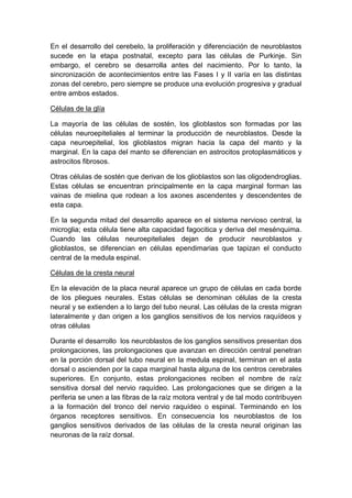 En el desarrollo del cerebelo, la proliferación y diferenciación de neuroblastos
sucede en la etapa postnatal, excepto para las células de Purkinje. Sin
embargo, el cerebro se desarrolla antes del nacimiento. Por lo tanto, la
sincronización de acontecimientos entre las Fases I y II varía en las distintas
zonas del cerebro, pero siempre se produce una evolución progresiva y gradual
entre ambos estados.

Células de la glía

La mayoría de las células de sostén, los glioblastos son formadas por las
células neuroepiteliales al terminar la producción de neuroblastos. Desde la
capa neuroepitelial, los glioblastos migran hacia la capa del manto y la
marginal. En la capa del manto se diferencian en astrocitos protoplasmáticos y
astrocitos fibrosos.

Otras células de sostén que derivan de los glioblastos son las oligodendroglias.
Estas células se encuentran principalmente en la capa marginal forman las
vainas de mielina que rodean a los axones ascendentes y descendentes de
esta capa.

En la segunda mitad del desarrollo aparece en el sistema nervioso central, la
microglia; esta célula tiene alta capacidad fagocitica y deriva del mesénquima.
Cuando las células neuroepiteliales dejan de producir neuroblastos y
glioblastos, se diferencian en células ependimarias que tapizan el conducto
central de la medula espinal.

Células de la cresta neural

En la elevación de la placa neural aparece un grupo de células en cada borde
de los pliegues neurales. Estas células se denominan células de la cresta
neural y se extienden a lo largo del tubo neural. Las células de la cresta migran
lateralmente y dan origen a los ganglios sensitivos de los nervios raquídeos y
otras células

Durante el desarrollo los neuroblastos de los ganglios sensitivos presentan dos
prolongaciones, las prolongaciones que avanzan en dirección central penetran
en la porción dorsal del tubo neural en la medula espinal, terminan en el asta
dorsal o ascienden por la capa marginal hasta alguna de los centros cerebrales
superiores. En conjunto, estas prolongaciones reciben el nombre de raíz
sensitiva dorsal del nervio raquídeo. Las prolongaciones que se dirigen a la
periferia se unen a las fibras de la raíz motora ventral y de tal modo contribuyen
a la formación del tronco del nervio raquídeo o espinal. Terminando en los
órganos receptores sensitivos. En consecuencia los neuroblastos de los
ganglios sensitivos derivados de las células de la cresta neural originan las
neuronas de la raíz dorsal.
 