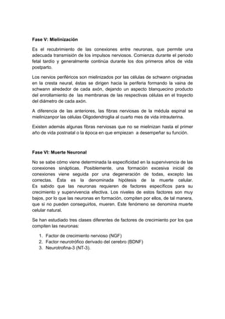 Fase V: Mielinización

Es el recubrimiento de las conexiones entre neuronas, que permite una
adecuada transmisión de los impulsos nerviosos. Comienza durante el periodo
fetal tardío y generalmente continúa durante los dos primeros años de vida
postparto.

Los nervios periféricos son mielinizados por las células de schwann originadas
en la cresta neural, éstas se dirigen hacia la periferia formando la vaina de
schwann alrededor de cada axón, dejando un aspecto blanquecino producto
del enrollamiento de las membranas de las respectivas células en el trayecto
del diámetro de cada axón.

A diferencia de las anteriores, las fibras nerviosas de la médula espinal se
mielinizanpor las células Oligodendroglia al cuarto mes de vida intrauterina.

Existen además algunas fibras nerviosas que no se mielinizan hasta el primer
año de vida postnatal o la época en que empiezan a desempeñar su función.



Fase VI: Muerte Neuronal

No se sabe cómo viene determinada la especificidad en la supervivencia de las
conexiones sinápticas. Posiblemente, una formación excesiva inicial de
conexiones viene seguida por una degeneración de todas, excepto las
correctas. Ésta es la denominada hipótesis de la muerte celular.
Es sabido que las neuronas requieren de factores específicos para su
crecimiento y supervivencia efectiva. Los niveles de estos factores son muy
bajos, por lo que las neuronas en formación, compiten por ellos, de tal manera,
que si no pueden conseguirlos, mueren. Este fenómeno se denomina muerte
celular natural.

Se han estudiado tres clases diferentes de factores de crecimiento por los que
compiten las neuronas:

   1. Factor de crecimiento nervioso (NGF)
   2. Factor neurotrófico derivado del cerebro (BDNF)
   3. Neurotrofina-3 (NT-3).
 