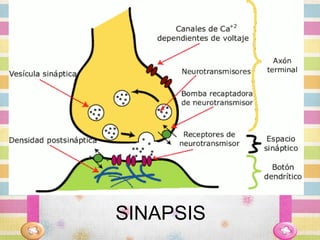 SINAPSIS
 