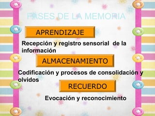 FASES DE LA MEMORIA
     APRENDIZAJE
 Recepción y registro sensorial de la
 información
        ALMACENAMIENTO
Codificación y procesos de consolidación y
olvidos
                RECUERDO
        Evocación y reconocimiento
 