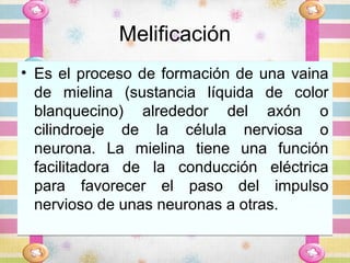 Melificación
• Es el proceso de formación de una vaina
  de mielina (sustancia líquida de color
  blanquecino) alrededor del axón o
  cilindroeje de la célula nerviosa o
  neurona. La mielina tiene una función
  facilitadora de la conducción eléctrica
  para favorecer el paso del impulso
  nervioso de unas neuronas a otras.
 