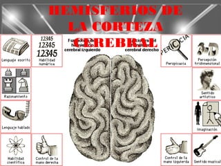 HEMISFERIOS DE
  LA CORTEZA
   CEREBRAL
 