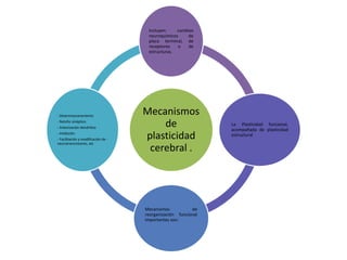Mecanismos
de
plasticidad
cerebral .
Incluyen: cambios
neuroquímicos de
placa terminal, de
receptores o de
estructuras.
La Plasticidad funcional,
acompañada de plasticidad
estructural
Mecanismos de
reorganización funcional
importantes son:
- Desenmascaramiento
- Retoño sináptico
- Arborización dendrítica
- Inhibición
- Facilitación y modificación de -
neurotransmisores, etc
 
