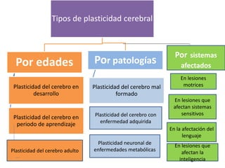 Tipos de plasticidad cerebral
Por edades
Plasticidad del cerebro en
desarrollo
Plasticidad del cerebro en
periodo de aprendizaje
Por patologías
Plasticidad del cerebro mal
formado
Por sistemas
afectados
Plasticidad del cerebro adulto
Plasticidad del cerebro con
enfermedad adquirida
Plasticidad neuronal de
enfermedades metabólicas
En lesiones
motrices
En lesiones que
afectan sistemas
sensitivos
En la afectación del
lenguaje
En lesiones que
afectan la
inteligencia
 