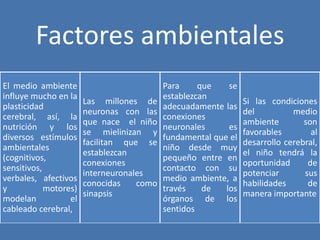 Factores ambientales
El medio ambiente
influye mucho en la
plasticidad
cerebral, así, la
nutrición y los
diversos estímulos
ambientales
(cognitivos,
sensitivos,
verbales, afectivos
y motores)
modelan el
cableado cerebral,
Las millones de
neuronas con las
que nace el niño
se mielinizan y
facilitan que se
establezcan
conexiones
interneuronales
conocidas como
sinapsis
Para que se
establezcan
adecuadamente las
conexiones
neuronales es
fundamental que el
niño desde muy
pequeño entre en
contacto con su
medio ambiente, a
través de los
órganos de los
sentidos
Si las condiciones
del medio
ambiente son
favorables al
desarrollo cerebral,
el niño tendrá la
oportunidad de
potenciar sus
habilidades de
manera importante
 