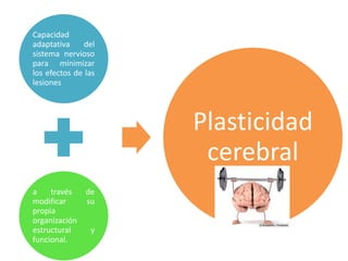 Capacidad
adaptativa del
sistema nervioso
para minimizar
los efectos de las
lesiones
a través de
modificar su
propia
organización
estructural y
funcional.
Plasticidad
cerebral
 