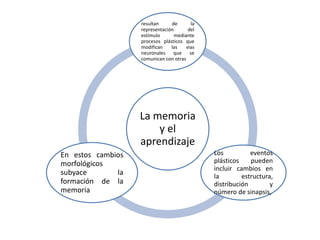 La memoria
y el
aprendizaje
resultan de la
representación del
estímulo mediante
procesos plásticos que
modifican las vías
neuronales que se
comunican con otras
Los eventos
plásticos pueden
incluir cambios en
la estructura,
distribución y
número de sinapsis,
En estos cambios
morfológicos
subyace la
formación de la
memoria
 