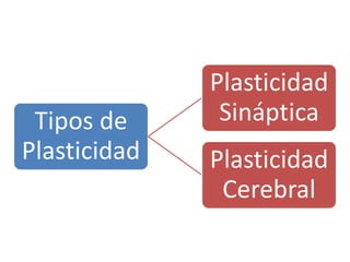 Tipos de
Plasticidad
Plasticidad
Sináptica
Plasticidad
Cerebral
 