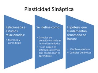 Relacionada a
estudios
relacionados:
• Memoria y
aprendizaje
Se define como:
• Cambios de
duración variable en
la función sináptica
• y con origen en
estímulos externos
que condicionan el
aprendizaje
Hipótesis que
fundamentan
fenómeno se
basan:
• Cambios plásticos
• Cambios Dinámicos
Plasticidad Sináptica
 