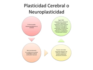 Plasticidad Cerebral o
Neuroplasticidad
En forma amplia:
Incluye aprendizaje en su
totalidad
Más concretamente
Es la evidencia de cambios
morfológicos, como la
ramificación neuronal:
Posición intermedia:
Capacidad adaptativa del
S.NC para modificar su
propioa oorgnización
estructural y funcional
Según OMS:
Capacidad de las células del
S. N para regenerarse
anatómica y funcionalmente
después de estar sujeta a
situaciones patológicas
ambientales o del desarrollo
permitiendo respuesta
adaptativa o maladaptativa
a la demanda funcional
 