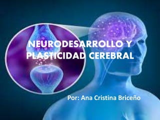 NEURODESARROLLO Y
PLASTICIDAD CEREBRAL
Por: Ana Cristina Briceño
 