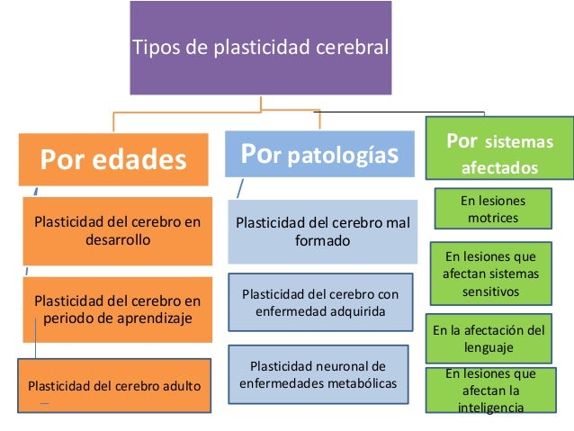 Neurodesarrollo y plasticidad cerebral