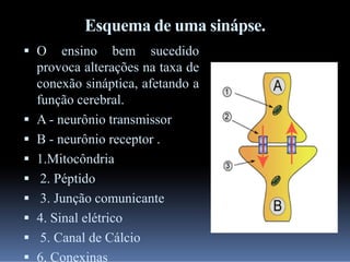 Esquema de uma sinápse.
 O ensino bem sucedido
provoca alterações na taxa de
conexão sináptica, afetando a
função cerebral.
 A - neurônio transmissor
 B - neurônio receptor .
 1.Mitocôndria
 2. Péptido
 3. Junção comunicante
 4. Sinal elétrico
 5. Canal de Cálcio
 6. Conexinas

 