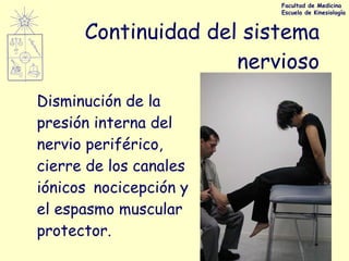 Continuidad del sistema nervioso Disminución de la presión interna del nervio periférico, cierre de los canales iónicos  nocicepción y el espasmo muscular protector.   Facultad de Medicina Escuela de Kinesiología 