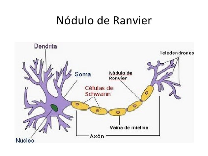 Neurodinámica