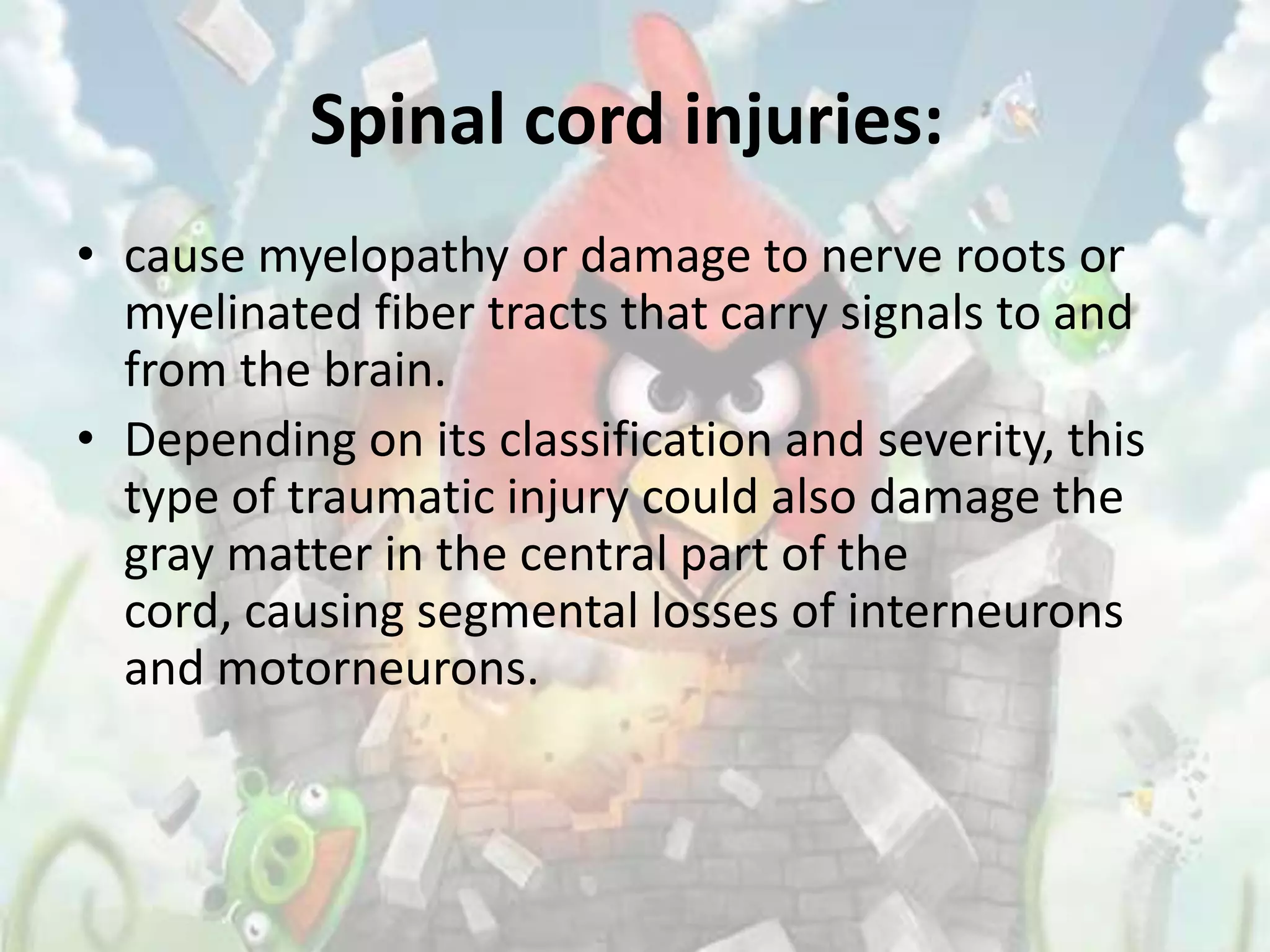 Spinal cord injuries:
• cause myelopathy or damage to nerve roots or
  myelinated fiber tracts that carry signals to and
  from the brain.
• Depending on its classification and severity, this
  type of traumatic injury could also damage the
  gray matter in the central part of the
  cord, causing segmental losses of interneurons
  and motorneurons.
 
