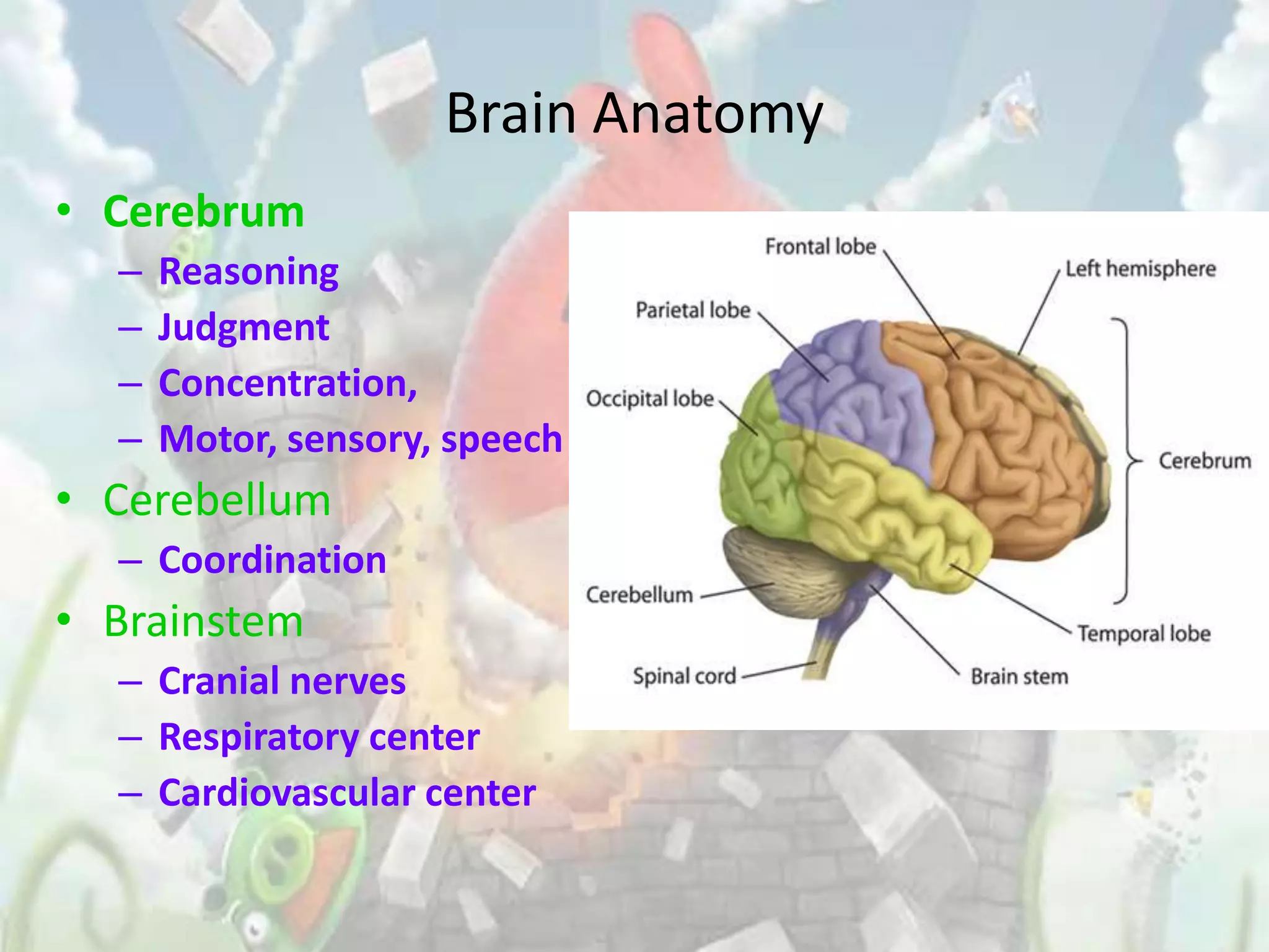 Brain Anatomy
• Cerebrum
  –   Reasoning
  –   Judgment
  –   Concentration,
  –   Motor, sensory, speech
• Cerebellum
  – Coordination
• Brainstem
  – Cranial nerves
  – Respiratory center
  – Cardiovascular center
 