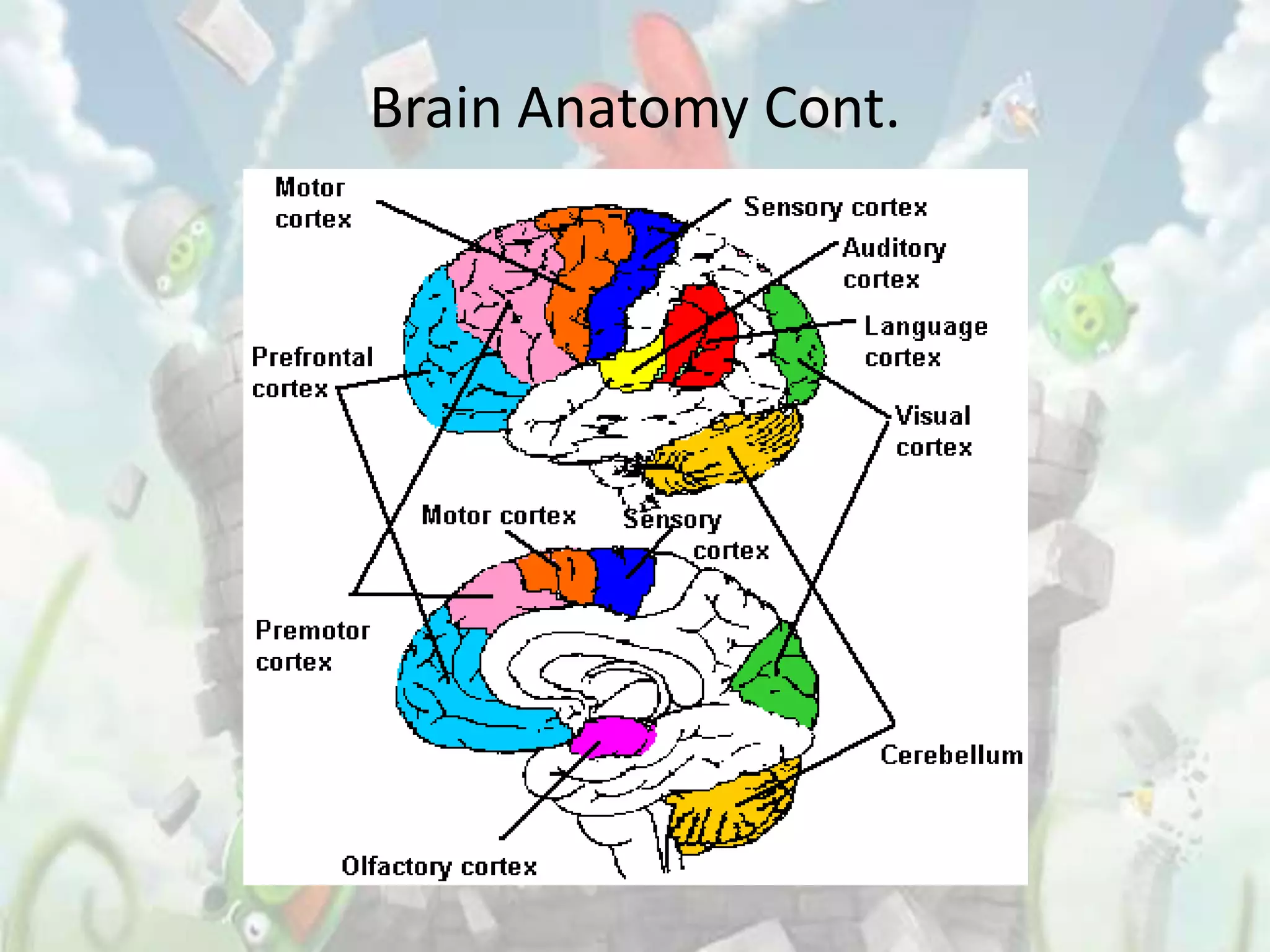 Brain Anatomy Cont.
 