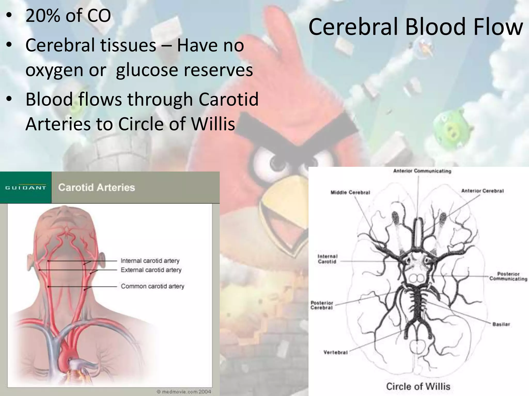 • 20% of CO
                                 Cerebral Blood Flow
• Cerebral tissues – Have no
  oxygen or glucose reserves
• Blood flows through Carotid
  Arteries to Circle of Willis
 