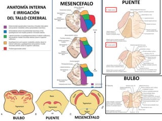 PUENTE
MESENCEFALO
ANATOMÍA INTERNA
E IRRIGACIÓN
DEL TALLO CEREBRAL
BULBO
BULBO PUENTE MESENCÉFALO
 