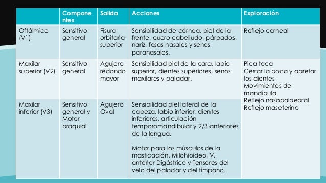 EXPLORACION NERVIOS CRANEALES PDF DOWNLOAD EXPLORACION NERVIOS CRANEALES PDF DOWNLOAD