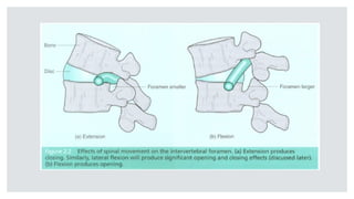Neurodynamic Mobilization - What does the evidence say.pptx