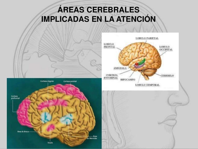 Neuroeducación y atención