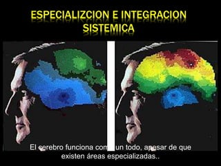 ESPECIALIZCION E INTEGRACION
SISTEMICA
El cerebro funciona como un todo, apesar de que
existen áreas especializadas..
 
