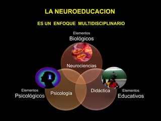 LA NEUROEDUCACION
ES UN ENFOQUE MULTIDISCIPLINARIO
Neurociencias
Didáctica
Psicología
Elementos
Biológicos
Elementos
Psicológicos
Elementos
Educativos
 