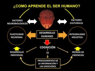 PLASTICIDAD
NEURONAL
INTEGRALIDAD
HOLISTICA
PROCESAMIENTO DE
LA INFORMACIÓN Y
LAS EMOCIONES
FACTORES
NEUROBIOLOGICOS
FACTORES
CULTURALES
DESARROLLO
HUMANO
PATRON DE
CREENCIAS
DESARROLLO
INDIVIDUAL
COGNICIÓN
ES
¿COMO APRENDE EL SER HUMANO?
 