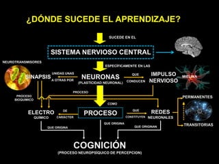SISTEMA NERVIOSO CENTRAL
SUCEDE EN EL
NEURONAS
(PLASTICIDAD NEURONAL)
PROCESO
SINAPSIS
IMPULSO
NERVIOSO
ELECTRO
QUÍMICO
REDES
NEURONALES
PERMANENTES
TRANSITORIAS
COGNICIÓN
(PROCESO NEUROPSÍQUICO DE PERCEPCION)
ESPECÍFICAMENTE EN LAS
COMO
QUE ORIGINA
QUE ORIGINA QUE ORIGINAN
QUE
CONDUCEN
UNIDAS UNAS
A OTRAS POR
DE
CARÁCTER
QUE
CONSTITUYEN
¿DÓNDE SUCEDE EL APRENDIZAJE?
NEUROTRANSMISORES
PROCESO
MIELINA
PROCESO
BIOQUIMICO
 