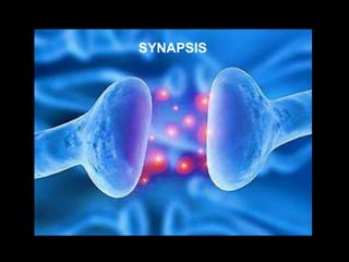 SYNAPSIS
 