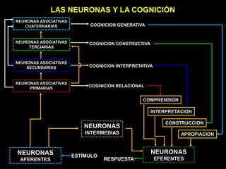 NEURONAS ASOCIATIVAS
CUATERNARIAS
NEURONAS ASOCIATIVAS
TERCIARIAS
NEURONAS ASOCIATIVAS
SECUNDARIAS
NEURONAS ASOCIATIVAS
PRIMARIAS
COMPRENSION
INTERPRETACION
CONSTRUCCION
APROPIACION
LAS NEURONAS Y LA COGNICIÓN
NEURONAS
EFERENTES
NEURONAS
AFERENTES RESPUESTA
ESTÍMULO
NEURONAS
INTERMEDIAS
COGNICION RELACIONAL
COGNICION INTERPRETATIVA
COGNICION CONSTRUCTIVA
COGNICION GENERATIVA
 