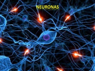 NEURONAS
 